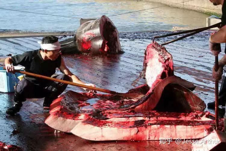 全球海滩频现鲸搁浅！研究人员称或因食物短缺