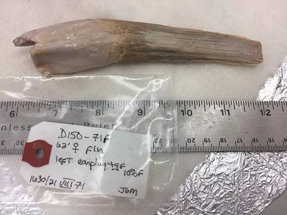 鲸鱼全身都是宝科学家连鲸鱼的耳屎都不放过它的作用可不小！