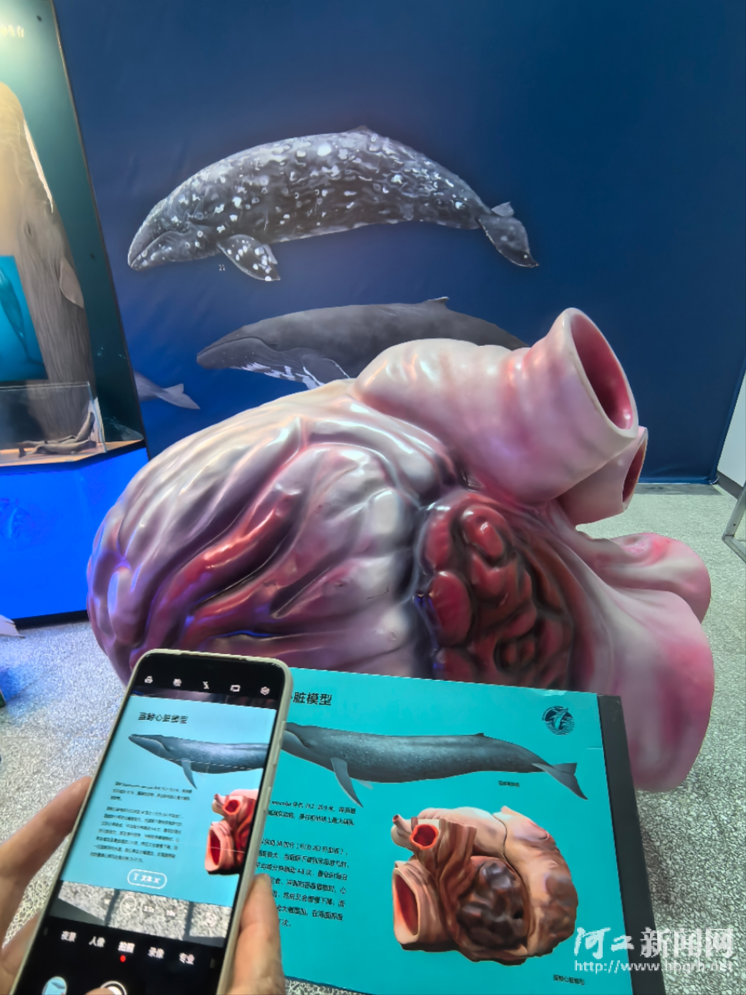 “鲸奇世界”展览亮相河北博物院(图2)