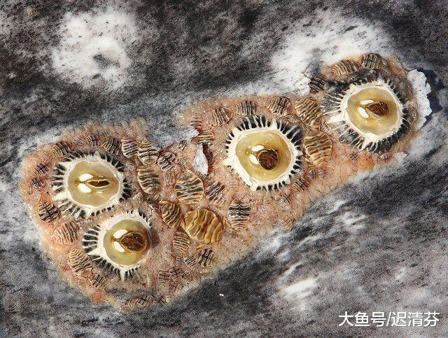 那些寄生在鲸鱼身上的 鲸虱和藤壶你了解吗？它们怎么生存？