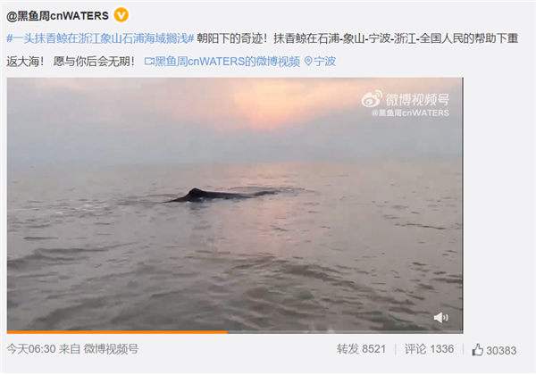 茫茫大海都不迷路 鲸鱼为啥会搁浅？很少有人知道