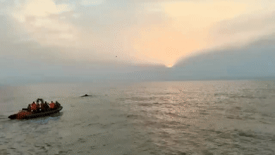 茫茫大海都不迷路 鲸鱼为啥会搁浅?很少有人知道(图4)