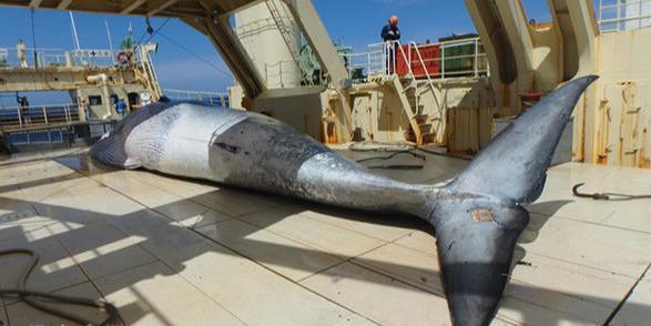 侃天下日本恢复商业捕鲸三年鲸肉交易价再创新高(图2)