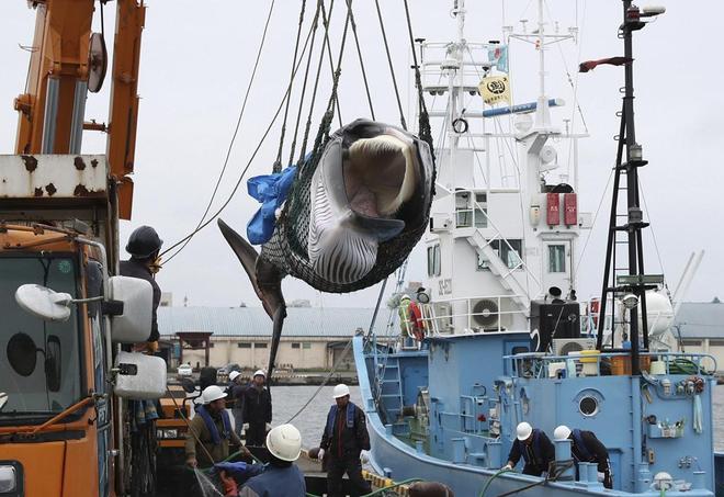 捕鲸是既不赚钱还要挨骂的职业为啥还有日本等国家坚持捕鲸呢(图9)