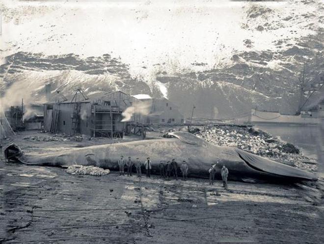 捕鲸是既不赚钱还要挨骂的职业为啥还有日本等国家坚持捕鲸呢(图2)