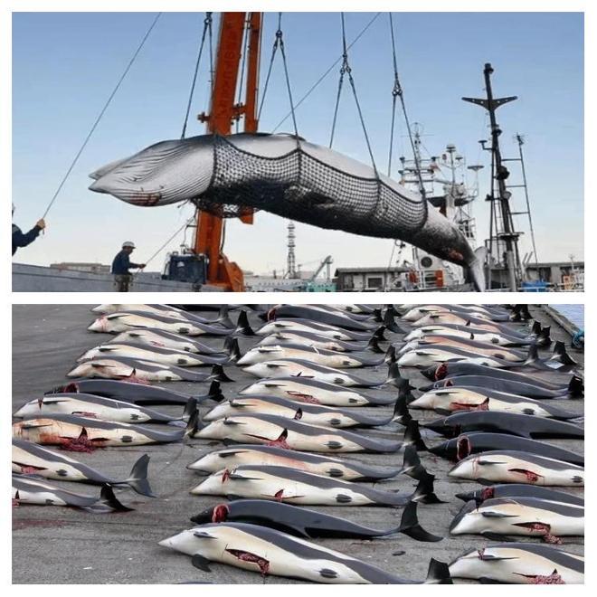 捕鲸是既不赚钱还要挨骂的职业为啥还有日本等国家坚持捕鲸呢(图6)