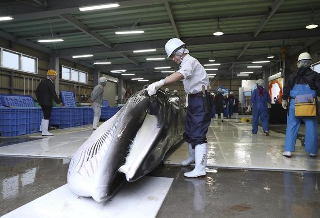 捕鲸是既不赚钱还要挨骂的职业为啥还有日本等国家坚持捕鲸呢(图10)