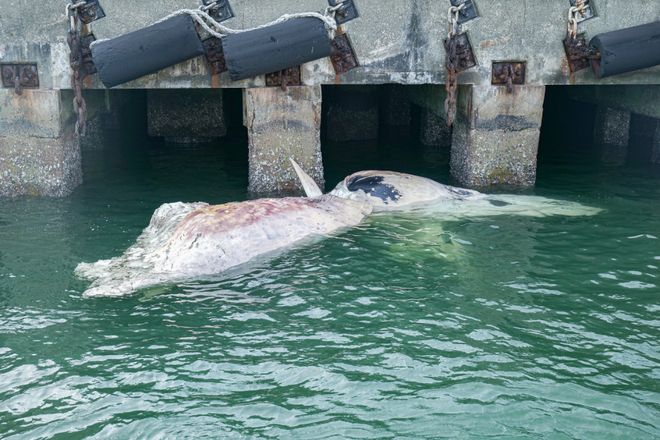 新加坡发现鲸鱼尸骸是福是祸？风水界吵起来了……