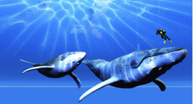 别不信鲸把他们的秘密都记在了耳屎里