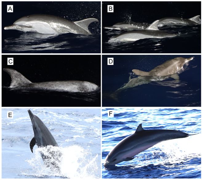 TOP期刊发文!水科院南海所研究团队揭示南海鲸类与灯光罩网渔业的互作关系!(图2)