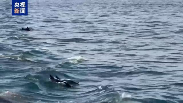 记者Vlog丨南非赫曼努斯“鲸鱼节” 生态与文化交织的海洋盛会