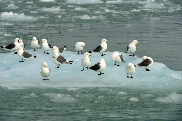 北极公益科考之旅 助力申请国外大学加分(图6)