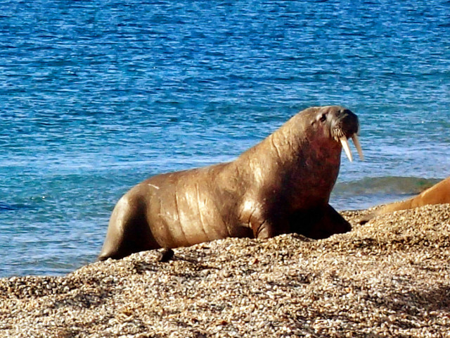 北极公益科考之旅 助力申请国外大学加分(图8)