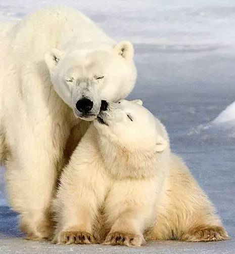 北极公益科考之旅 助力申请国外大学加分(图9)