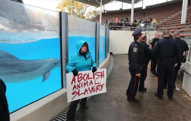 白鲸生死局:加拿大海洋公园的道德困境与黑心商业(图3)