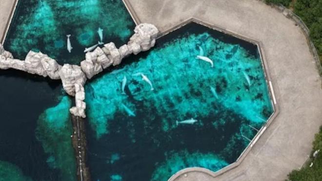 白鲸生死局:加拿大海洋公园的道德困境与黑心商业(图4)