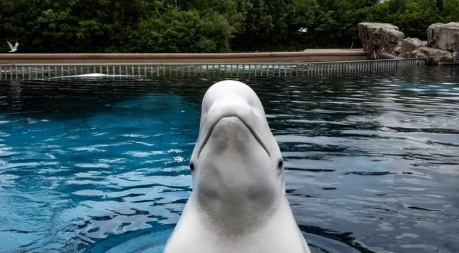 白鲸生死局:加拿大海洋公园的道德困境与黑心商业(图5)