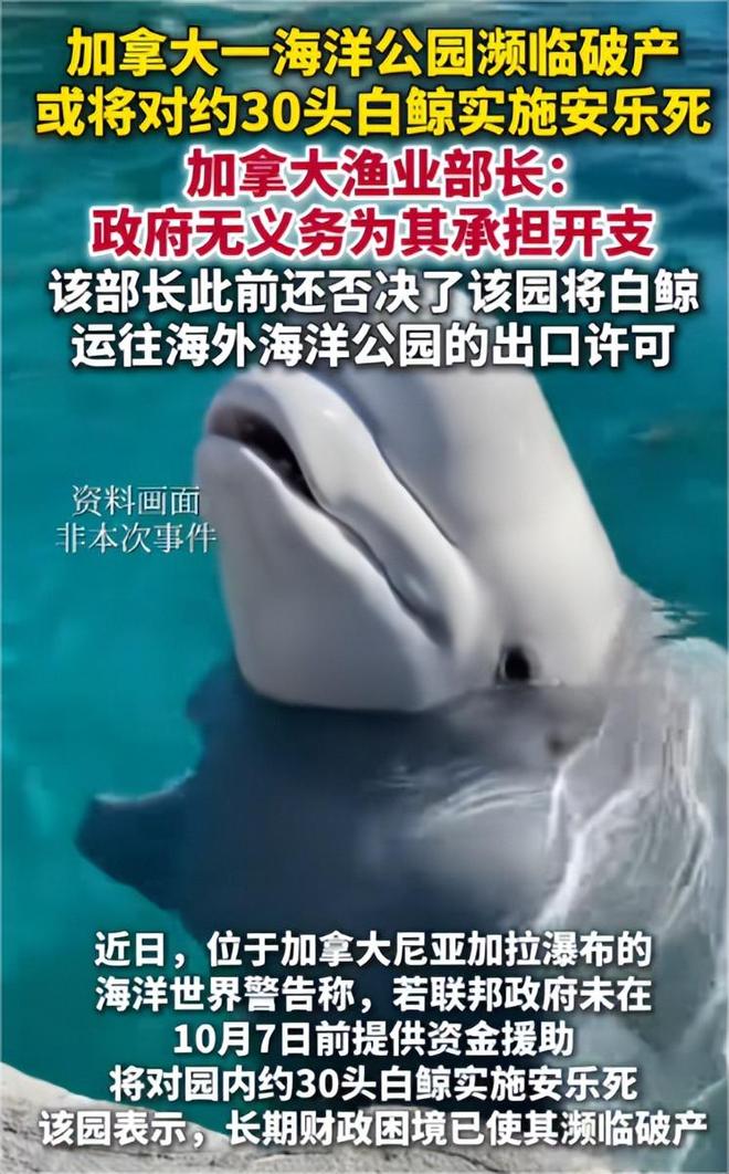 白鲸生死局:加拿大海洋公园的道德困境与黑心商业(图6)