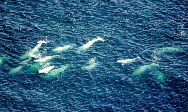 白鲸生死局:加拿大海洋公园的道德困境与黑心商业(图7)