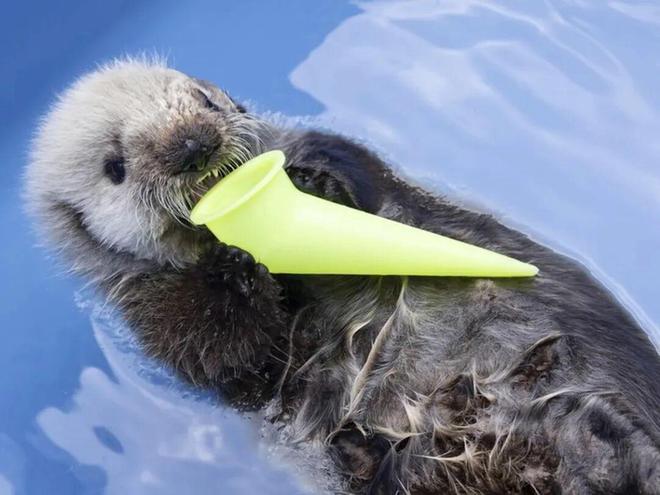 “宁可安乐死也不出口给中国”加拿大的30头白鲸怎么了?(图10)