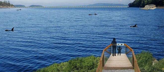 “宁可安乐死也不出口给中国”加拿大的30头白鲸怎么了?(图15)