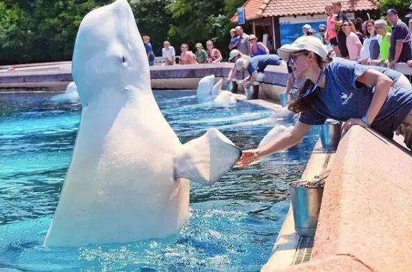 “宁可安乐死也不出口给中国”加拿大的30头白鲸怎么了?(图17)