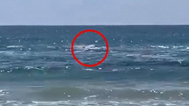 地中海东岸鲨患爆发!人类才是真凶影响中国远洋渔业(图2)