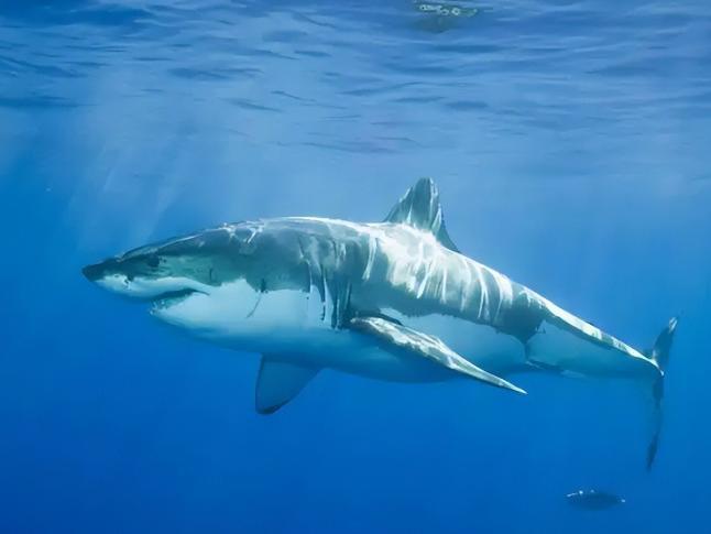 地中海东岸鲨患爆发!人类才是真凶影响中国远洋渔业(图3)