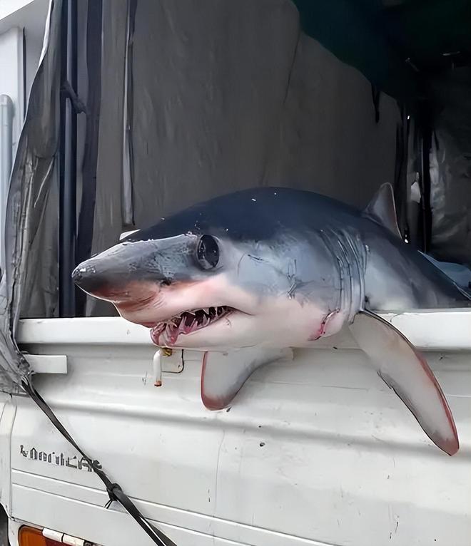 地中海东岸鲨患爆发!人类才是真凶影响中国远洋渔业(图4)