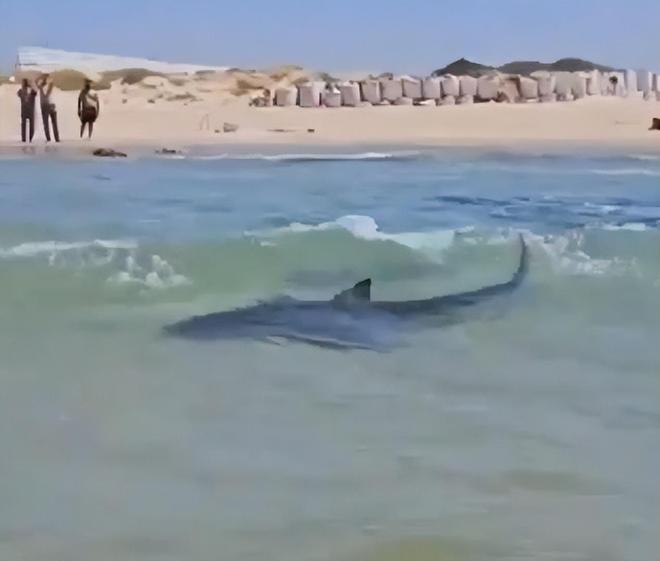 地中海东岸鲨患爆发!人类才是真凶影响中国远洋渔业(图8)