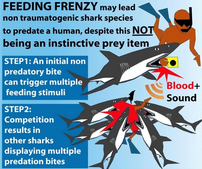 地中海东岸鲨患爆发!人类才是真凶影响中国远洋渔业(图7)