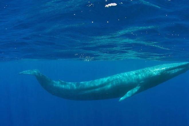猎杀蓝鲸！海洋杀手最爱吃一个部位是哪里？
