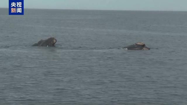 视频丨阿根廷瓦尔德斯半岛迎来最大规模南露脊鲸群