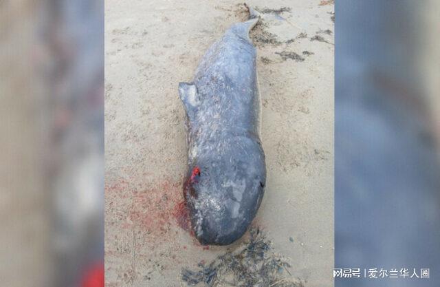 历史首次！爱尔兰海滩惊现北极独角鲸尸体气候危机逼近了