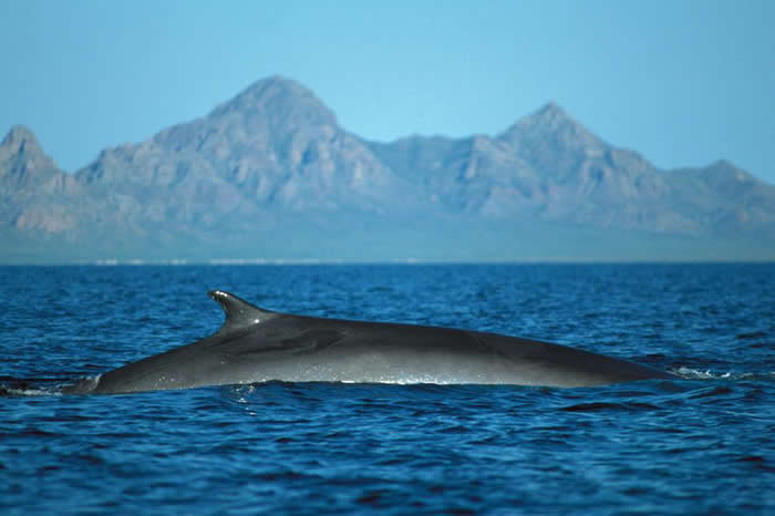 耳屎的形成及作用 如何帮助幼儿清理耳朵