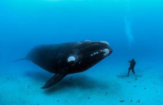 海军某潜艇支队336潜艇艇长黄东海：骑鲸蹈海急先锋