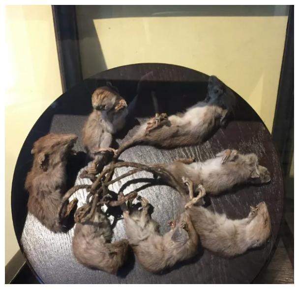 这些诡异瘆人的博物馆藏品看完起了一身鸡皮疙瘩……(图13)