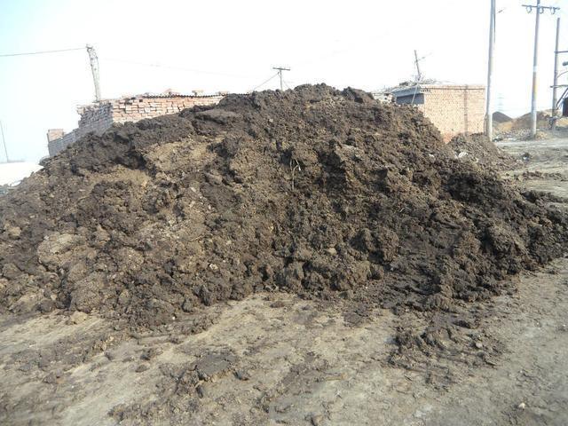 蓝鲸一次性排便2吨!被称为大自然的馈赠它的粪便究竟有啥作用(图3)