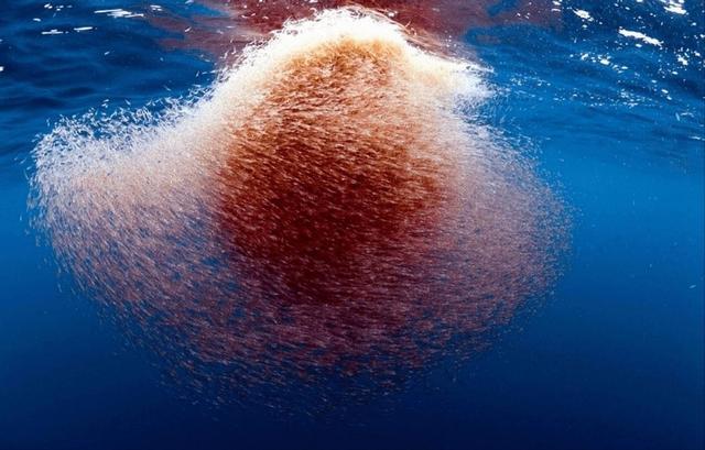 蓝鲸一次性排便2吨!被称为大自然的馈赠它的粪便究竟有啥作用(图6)