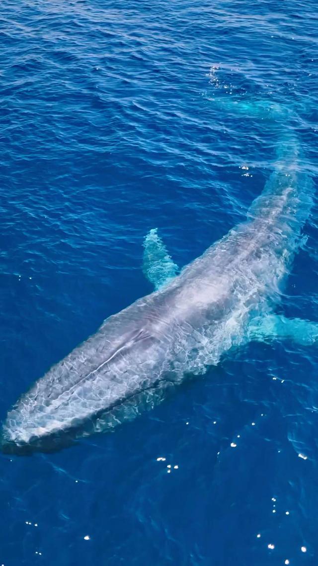 蓝鲸一次性排便2吨!被称为大自然的馈赠它的粪便究竟有啥作用(图8)