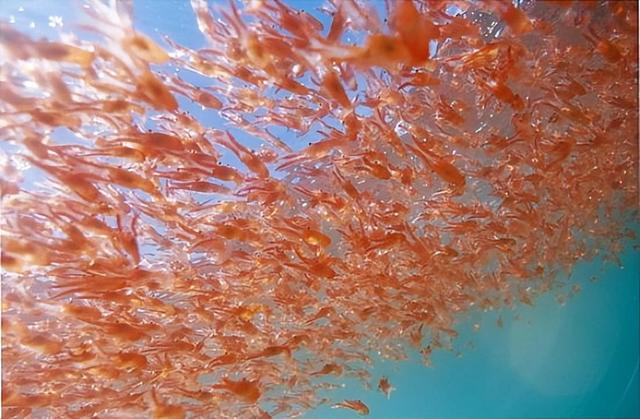 蓝鲸一次性排便2吨!被称为大自然的馈赠它的粪便究竟有啥作用(图7)