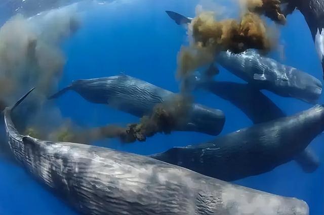 蓝鲸一次性排便2吨!被称为大自然的馈赠它的粪便究竟有啥作用(图9)