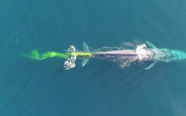 蓝鲸一次性排便2吨!被称为大自然的馈赠它的粪便究竟有啥作用(图10)