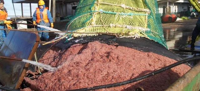 蓝鲸一次性排便2吨!被称为大自然的馈赠它的粪便究竟有啥作用(图12)