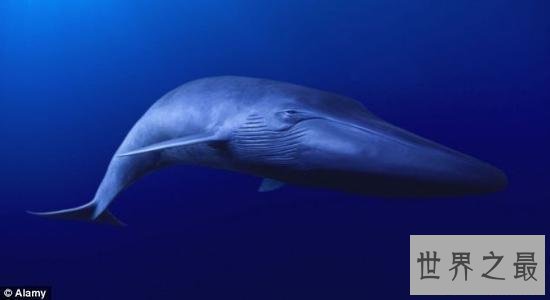 美国《濒危物种法案》步入效力存废十字路口？