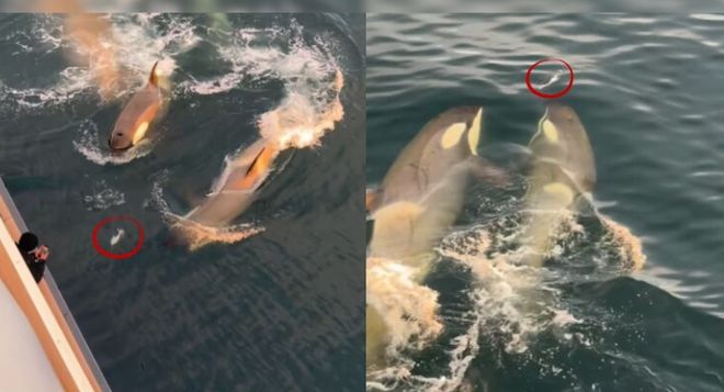 惊心动魄！虎鲸捕猎孤独企鹅乘客们为其奋力逃脱喝彩