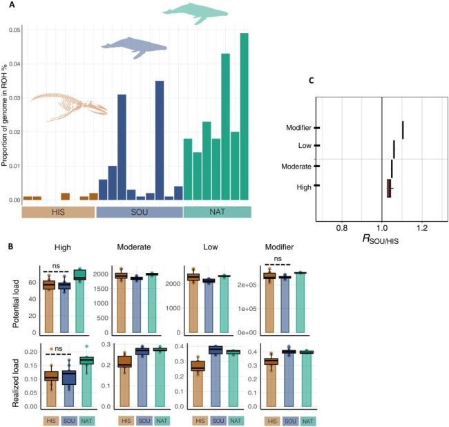 仅仅40年它们丢掉了30%的遗传多样性！工业捕鲸给大翅鲸带来了什么？ 基因侵蚀的代价