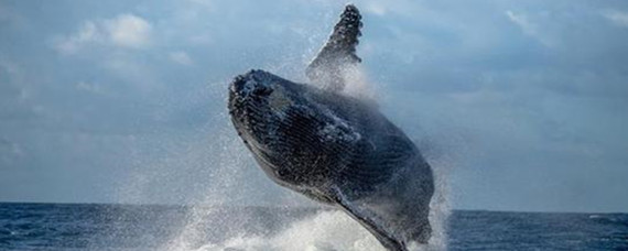 鱼耳骨——河流健康的“时间胶囊”