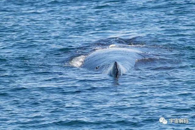 为什么鲸鱼可以安全下潜到2000多米深的海底？核潜艇却会被压扁？