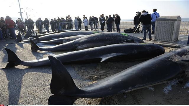 刘嘉麒：“在极地看到五星红旗很激动”丨科学家·马上回答